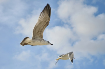 Seagulls are Flying