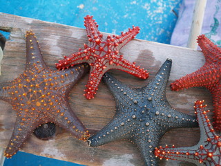 étoiles de mer