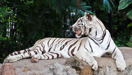 White tiger