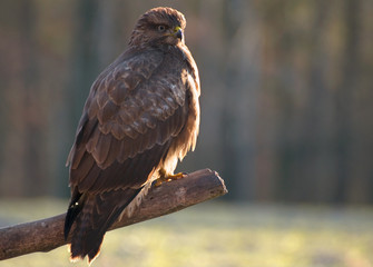Buzzard