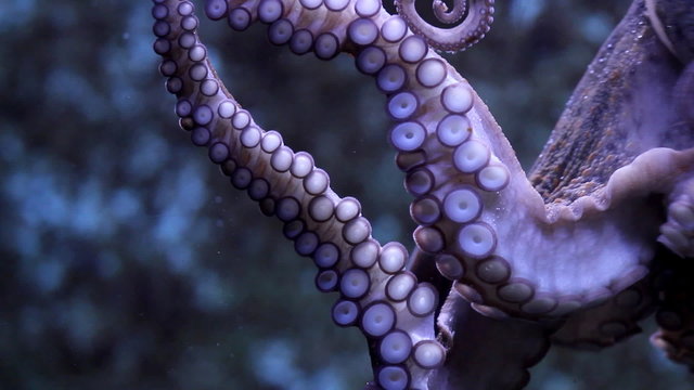 Suction cups