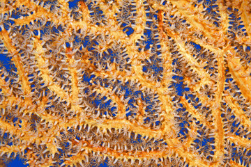 Orange Sea Fan Underwater