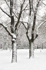 snowfall tree in park