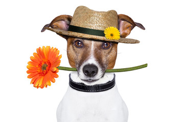 flower dog with hat