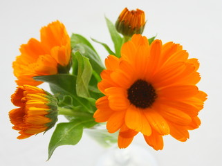 bouquet de fleurs de souci - 48051449