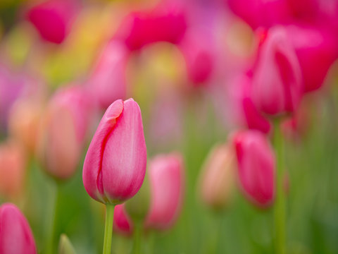 Colorful tulips