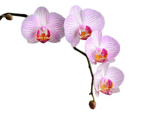 orchid