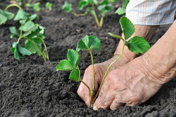 planting a strawberry seedling
