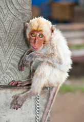 Little  macaca monkey chained, looking sad.