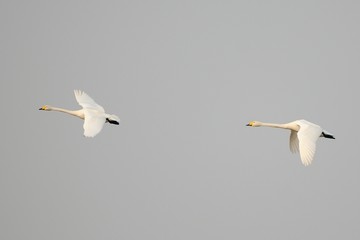 Coppia di cigni in volo