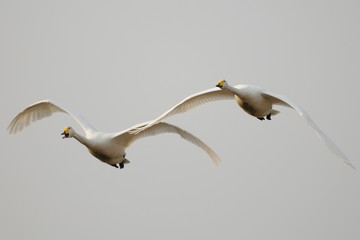 Cigno selatico