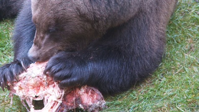 Braunb&auml;r