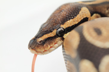 Ball Python close up