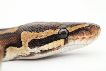 Ball Python close up