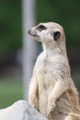 Fototapeta premium Neuwied-16