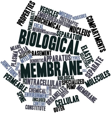 Word cloud for Biological membrane