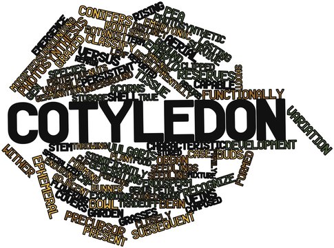 Word cloud for Cotyledon
