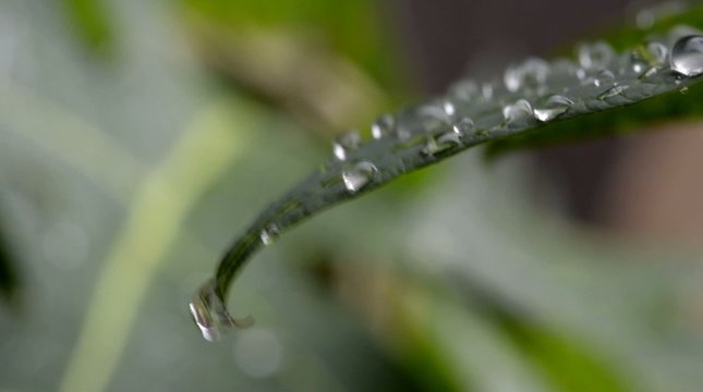Wassertropfen auf gr&uuml;nem Blatt
