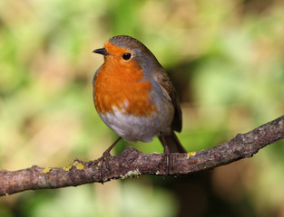 Close up of a Robin perched on a branch