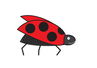 lady beetle
