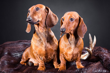 two red dachshund dogs with hunting trophy