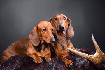 two red dachshund dogs with hunting trophy