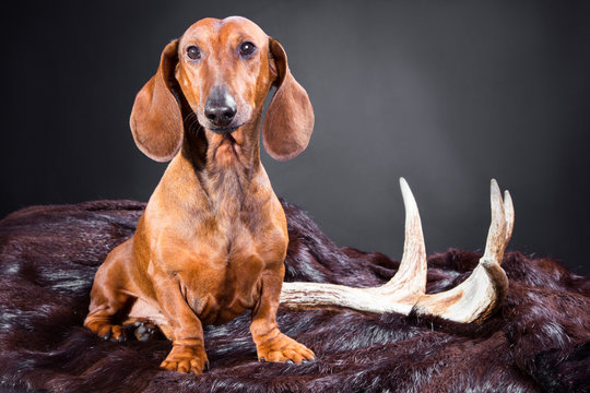 red dachshund with hunting trophy