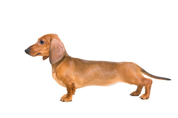 red dachshund puppy on isolated white - 48057454