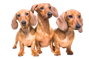three red dachshund dogs on isolated white