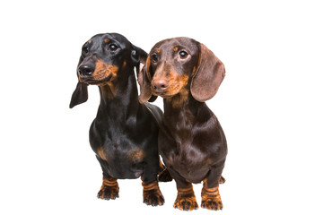 black and chocolate dachshund dogs on isolated white