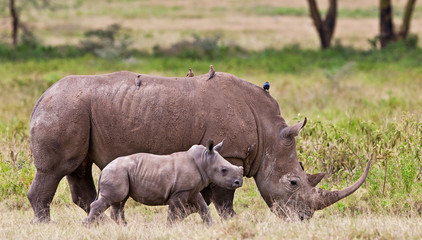 Rhinoceros with her baby, Lake Nakuru, Kenya
