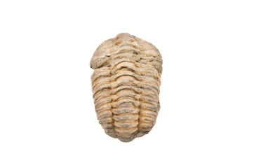Trilobite fossil on white isolated background