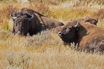 two wild bisons © dracu