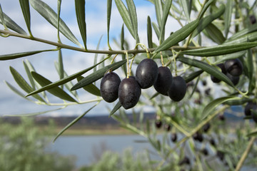 ripe olives