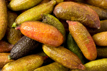 Finger Lime (Citrus australasica)