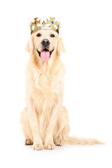 A studio shot of a labrador retriever with crown on his head