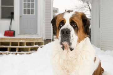 Saint Bernard Dog Outside a House in Winter