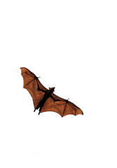 Ceepy Halloween fruit bat