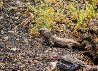 Obraz premium El Hierro Giant Lizard (Gallotia simonyi)