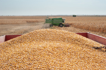 pile corn
