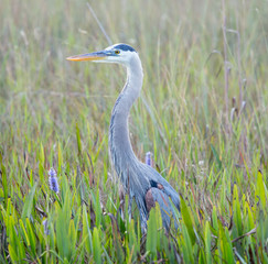 Great Blue Heron in wetlands of Florida