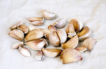 Garlic