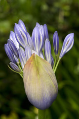 Agapanthus midnight blue flower
