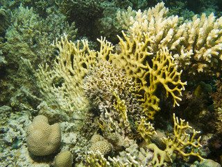 Fototapeta na wymiar rafa koralowa