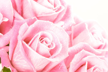 pink roses background isolated on white