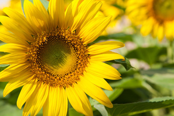 Beautiful yellow Sunflower - closeup