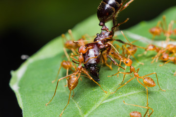 Red Ants army