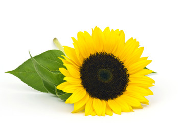 Naklejka premium sunflower on white background (Helianthus)