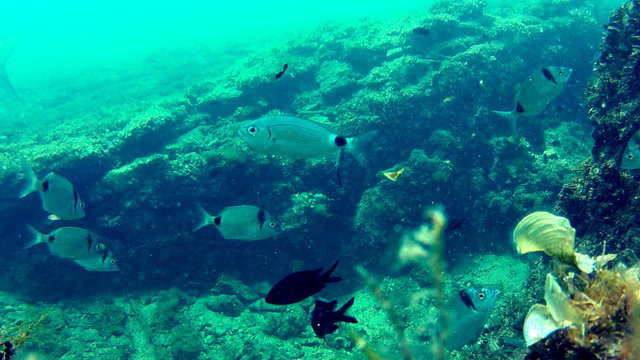 Fish on seabed