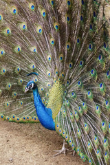 Obraz premium Real Turkey